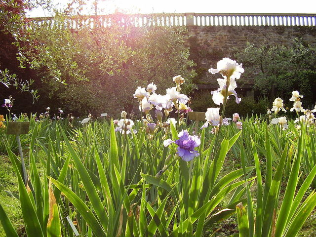 Bloemen in de Iristuin