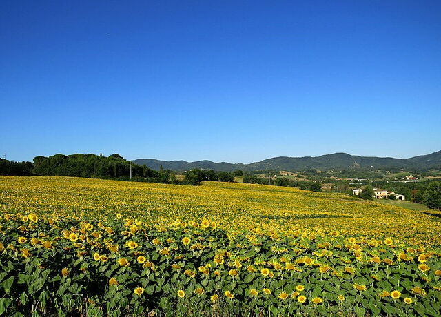 Regello, zonnebloemen
