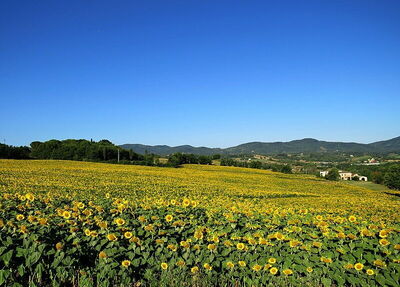 Regello, zonnebloemen