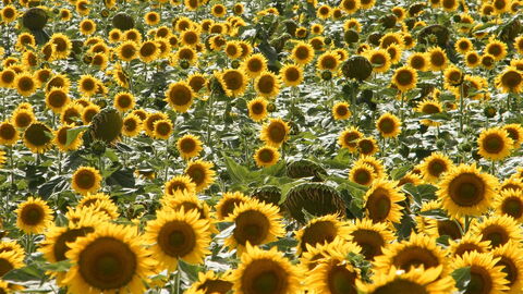 Zonnebloemen