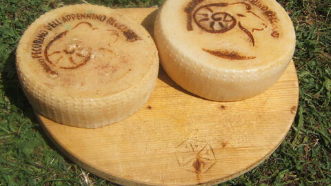 cirkelkazen pecorino
