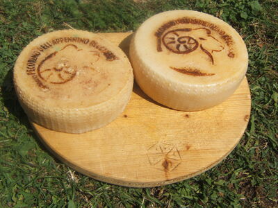 cirkelkazen pecorino