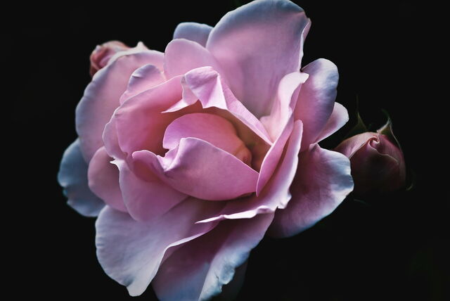 Een roze roos