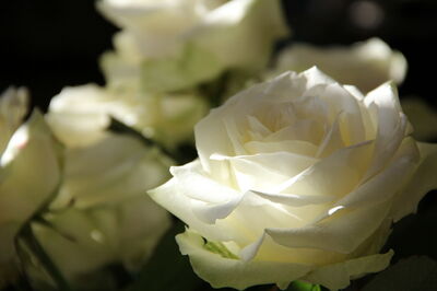 Witte rozen
