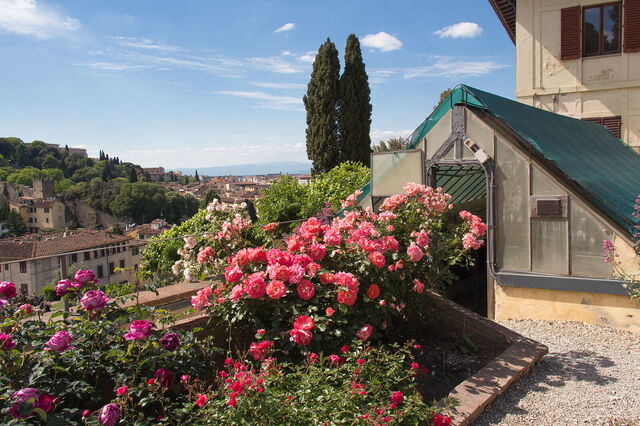 Rozen in Florence