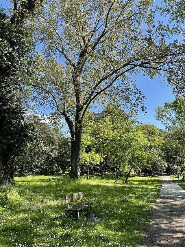 Parco Pineta di Ponente, bomen