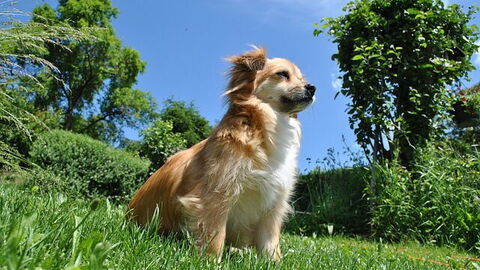 Neem uw huisdier mee naar Toscane