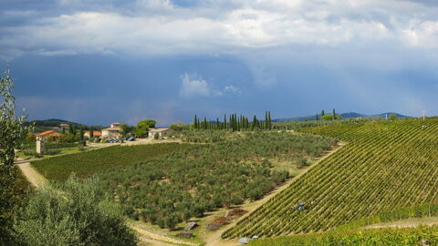 Wijngaarden in Toscane