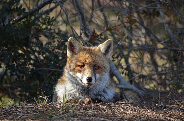 Een vos in het Maremma Regionaal Park