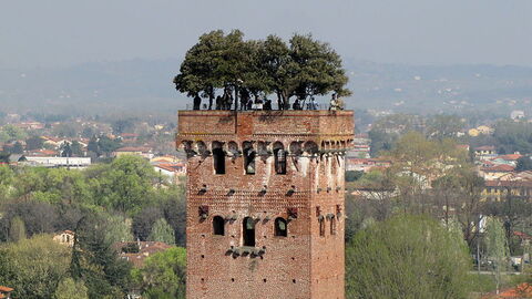 Tuin van Torre Guinigi, Lucca