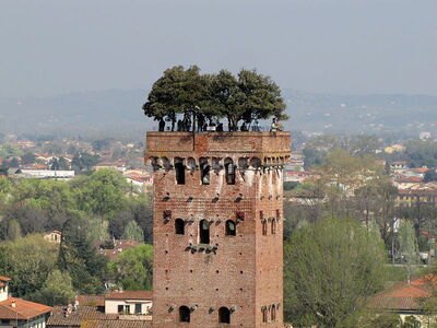 Tuin van Torre Guinigi, Lucca