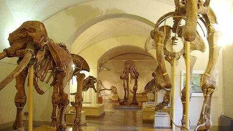 Natuurhistorisch Museum, Florence