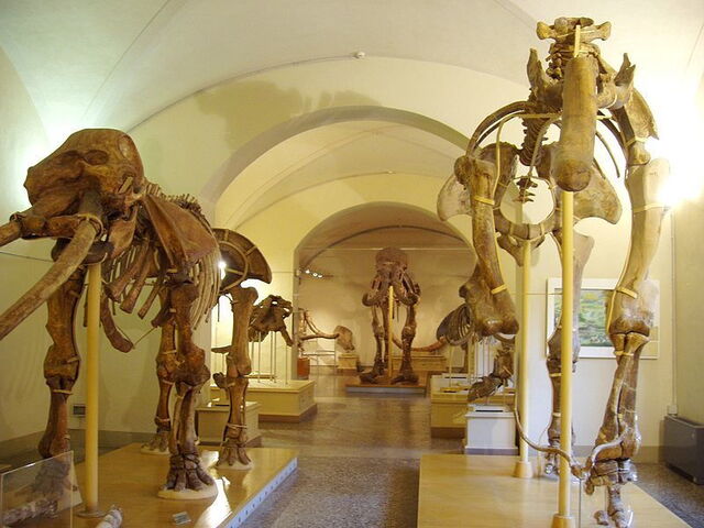 Natuurhistorisch Museum, Florence