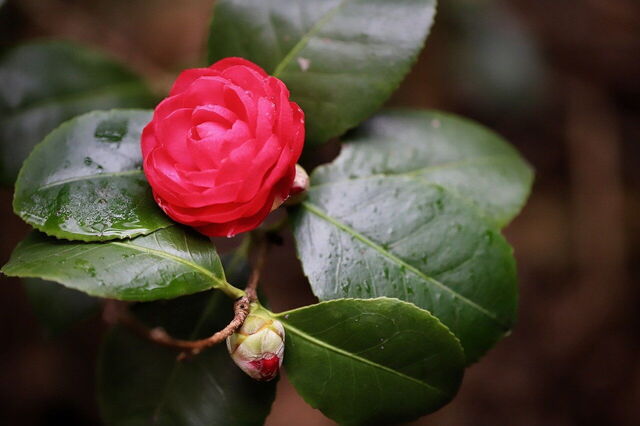 Camelia en regendruppels