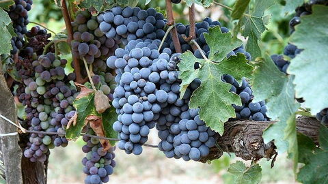 Sangiovese druiven, gebruikt om Brunello di Montalcino te maken