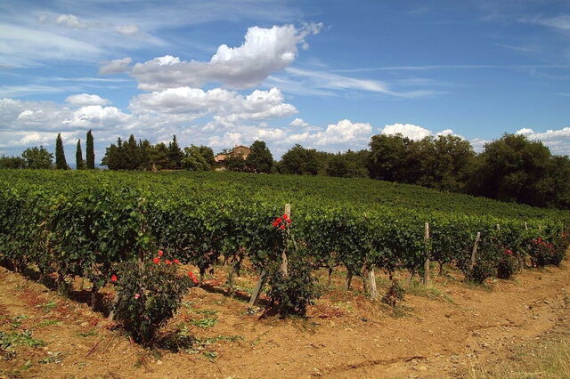 Wijngaard bij Montalcino