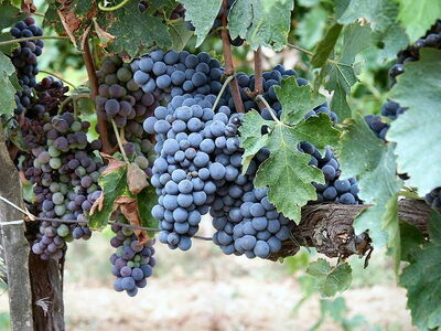 Sangiovese druiven, gebruikt om Brunello di Montalcino te maken