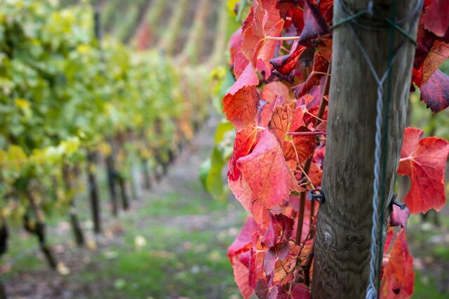 Een wijngaarde in Chianti