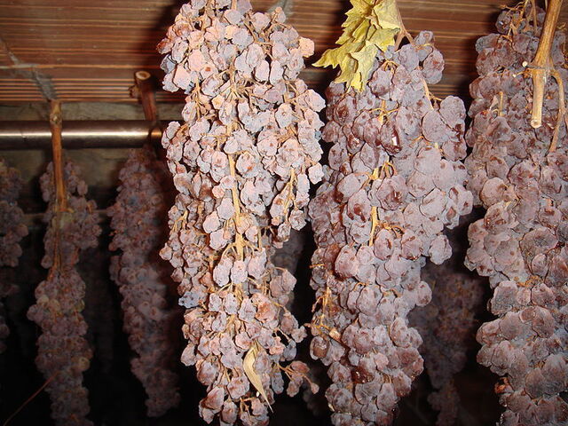 druiven worden gedroogd voor de vin santo