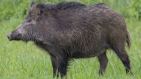 europees wild zwijn