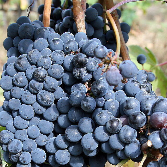 Chianti wijndruiven
