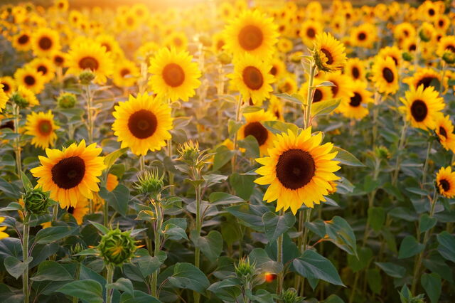 Zonnebloemen