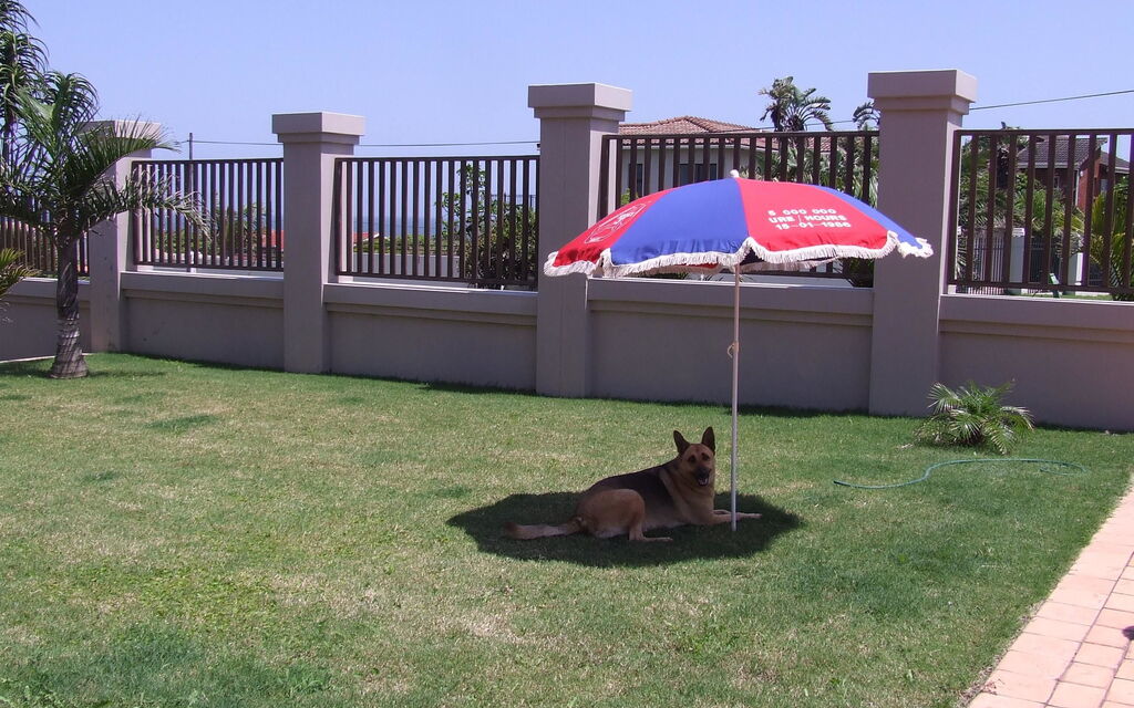 Sheba on Holiday