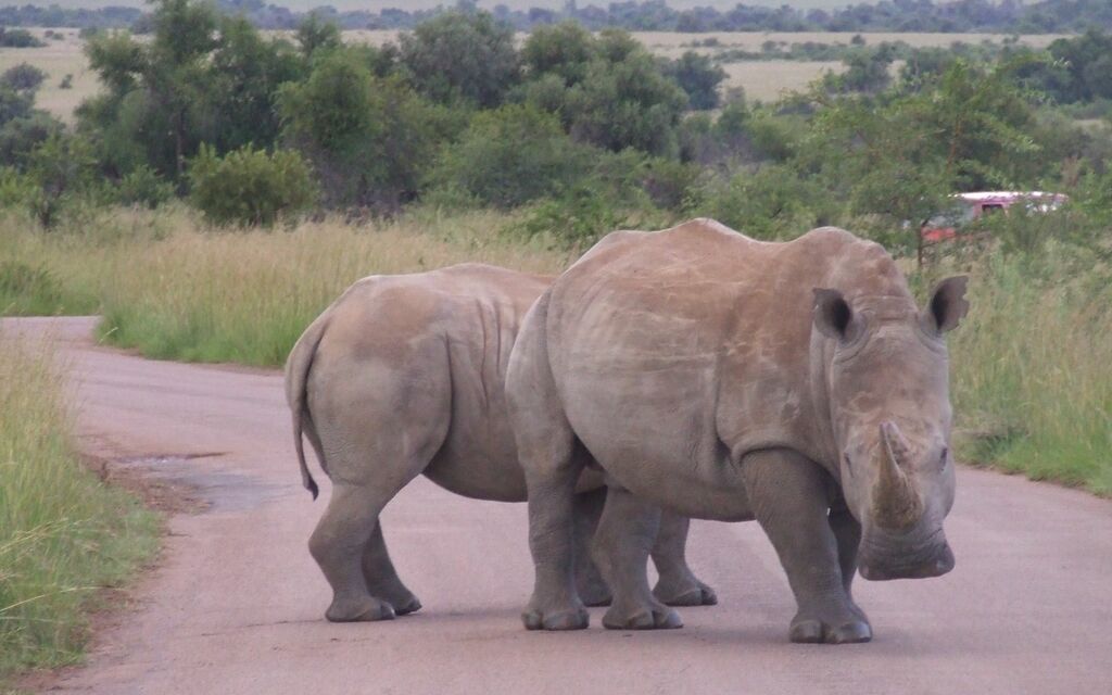 Rinos at Pilansberg National Park SA