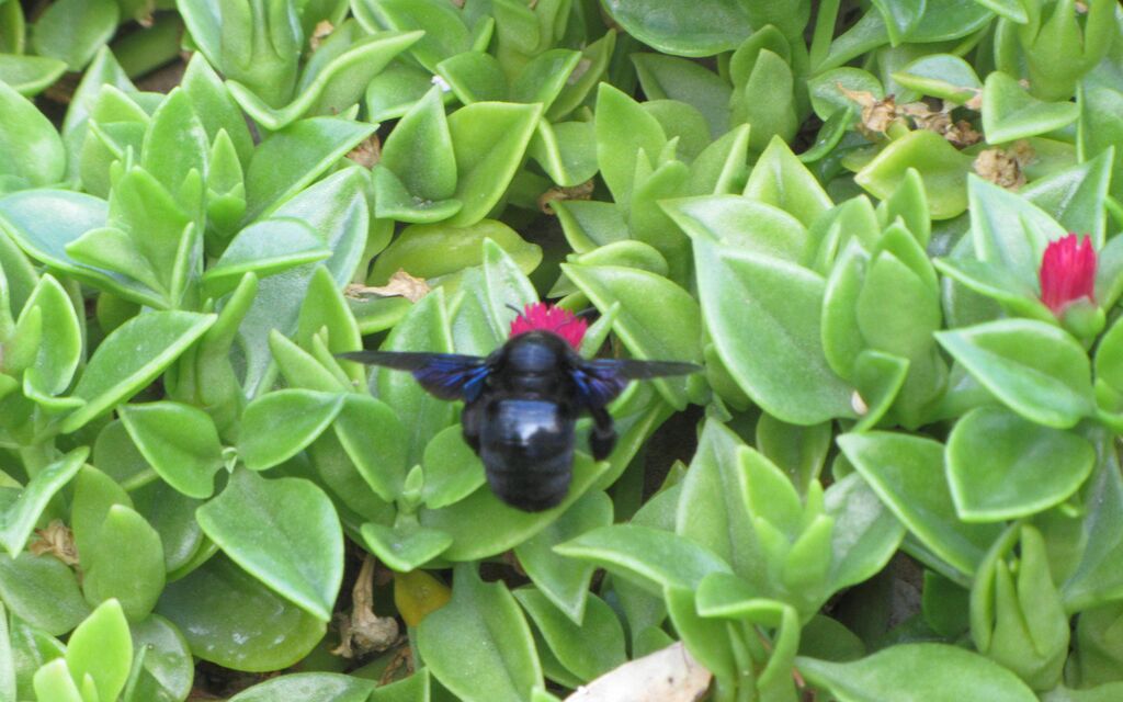 blue bumblebee  in Cefalu, Sicily