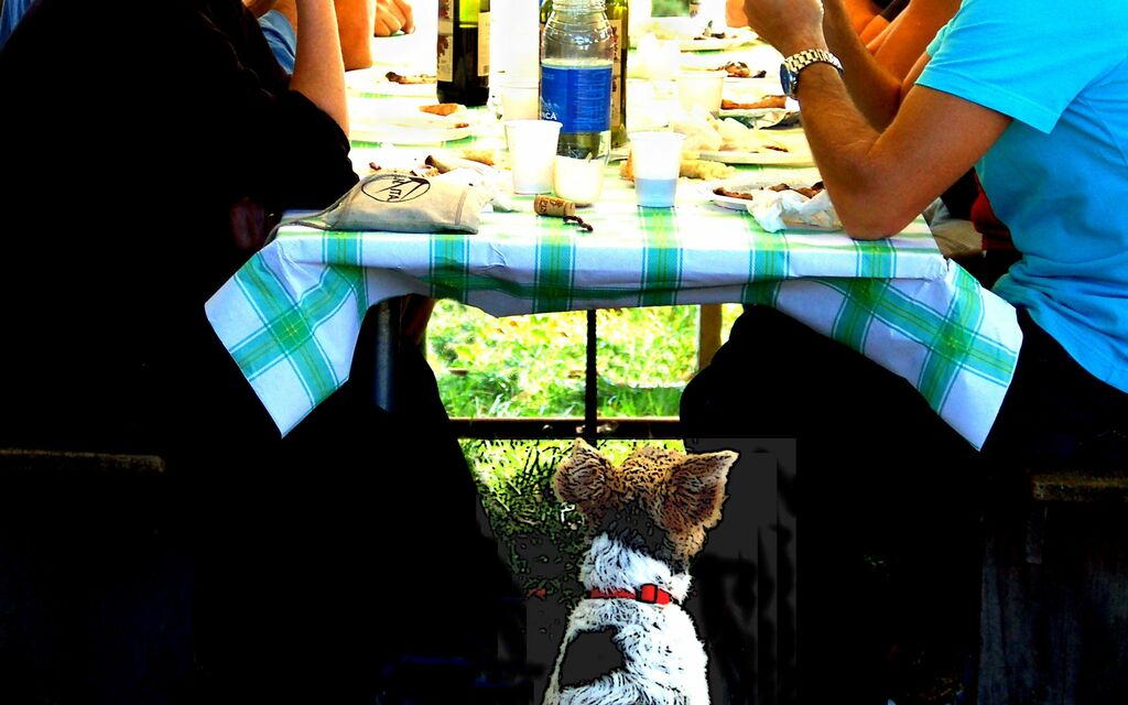 Hungry Dog