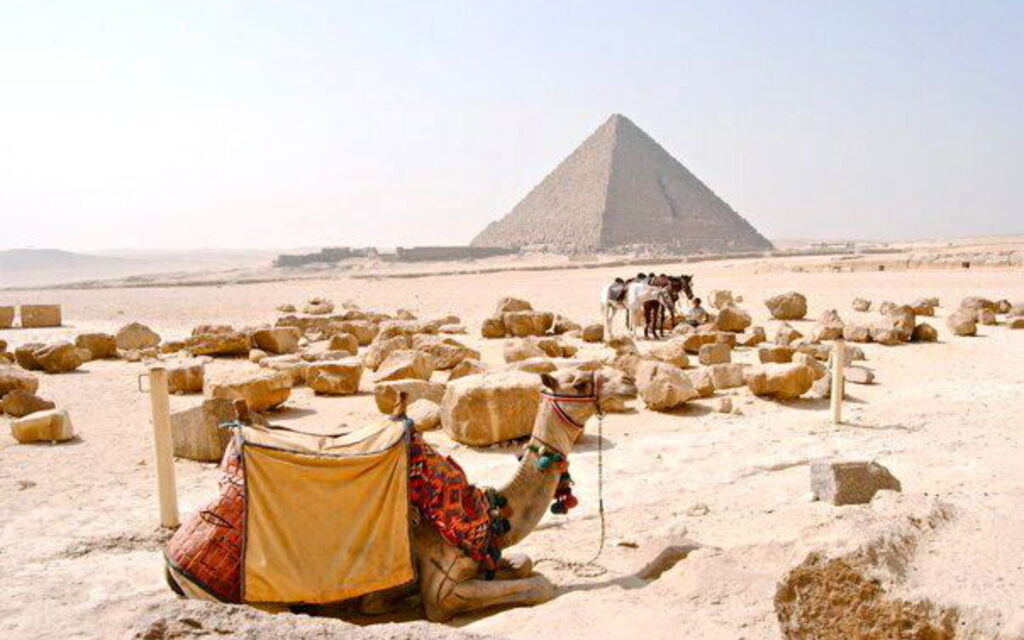 Camel at the Pyramids