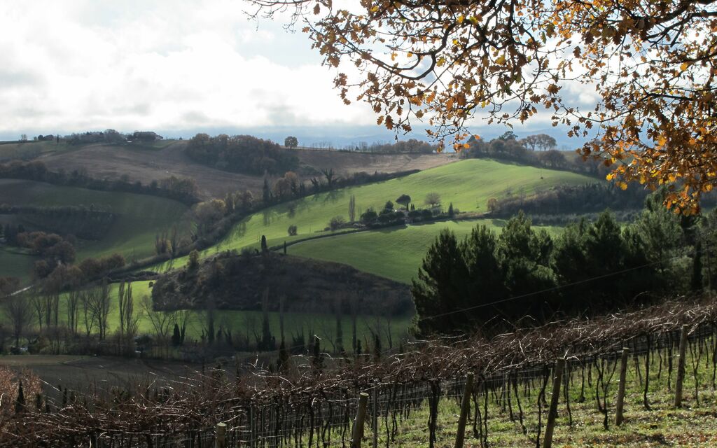 Fall vineyard