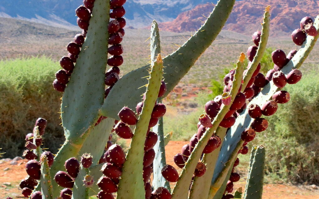 Valley of Fire