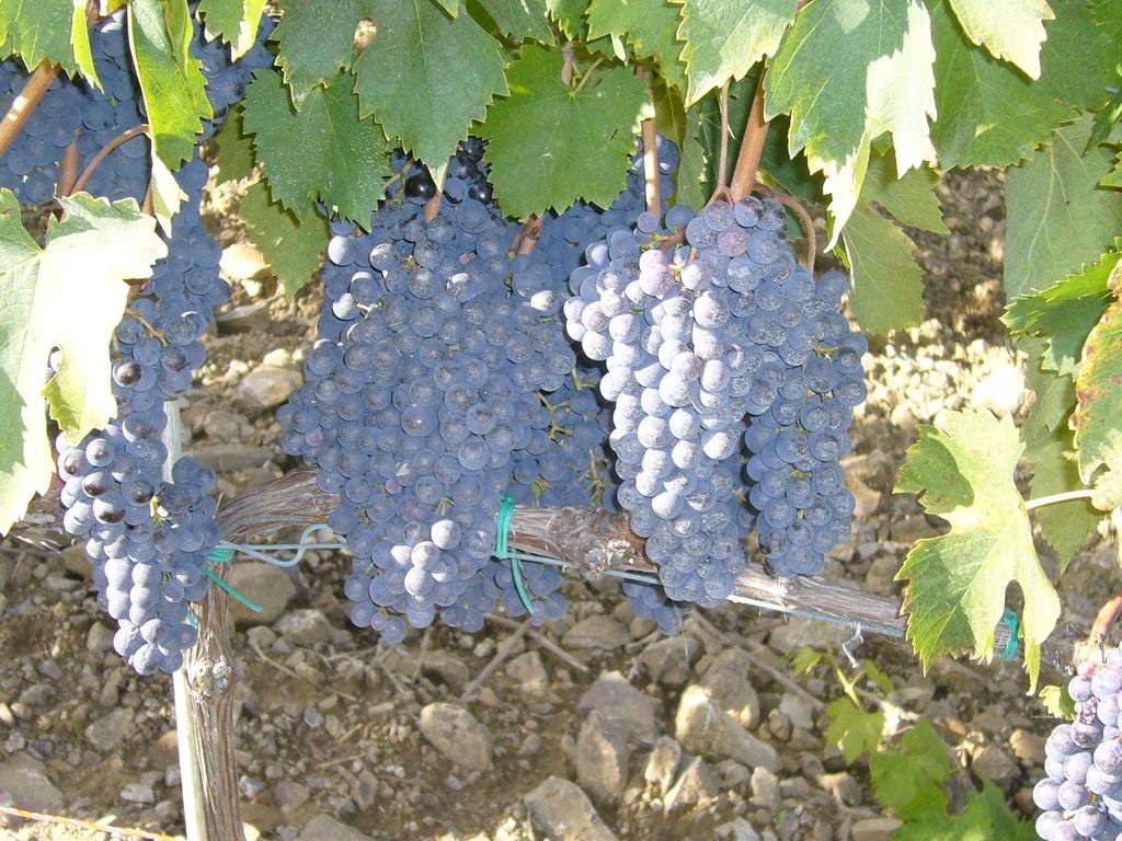 Grapes, Wine, More Grapes, More Wine