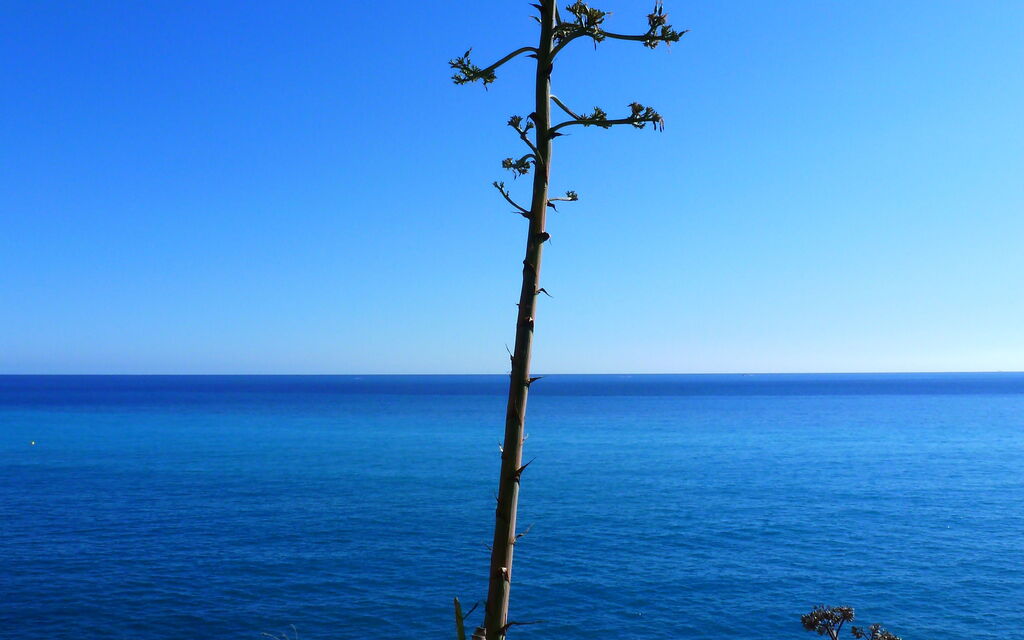 Serenity in Ventimiglia