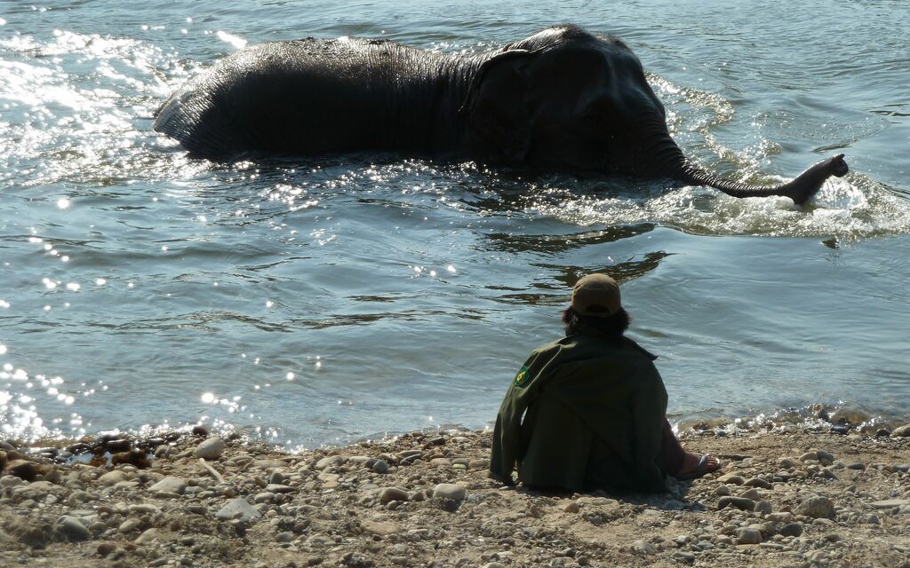 Elephant Nature Park, Chiang Mai, Thailand
