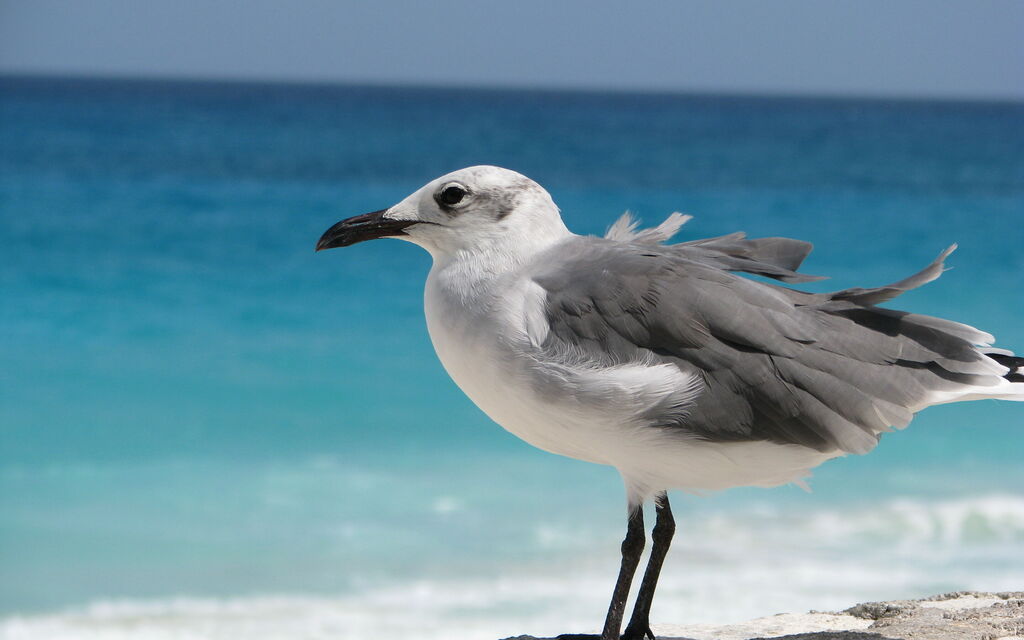 Bird 2