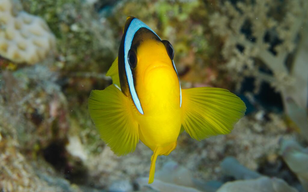 Buffo Pagliaccio