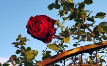 Foto ingevoerd door een huurder van La Casina del Bosco