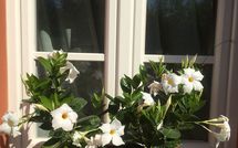 Foto ingevoerd door een huurder van Uva