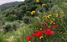 Foto ingevoerd door een huurder van Villa Mastiano