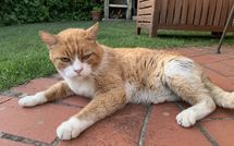 Foto ingevoerd door een huurder van Villa Grazia