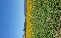 Foto ingevoerd door een huurder van Borgo Casa di Lappi