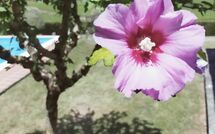 Foto ingevoerd door een huurder van Villa Il Cedro