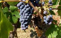 Foto ingevoerd door een huurder van Villa della Nave