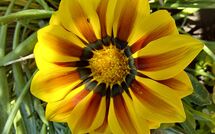 Foto ingevoerd door een huurder van Selva degli Ulivi