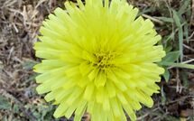 Foto ingevoerd door een huurder van Selva degli Ulivi