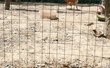 Foto ingevoerd door een huurder van Pagliazzone