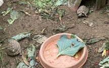 Foto ingevoerd door een huurder van Ca di Maestro