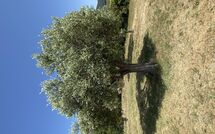 Foto ingevoerd door een huurder van Villa San Martino